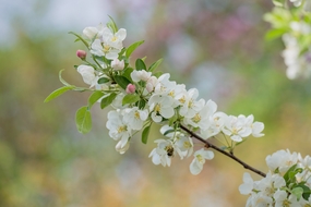 白色苹果花微距特写摄影图片